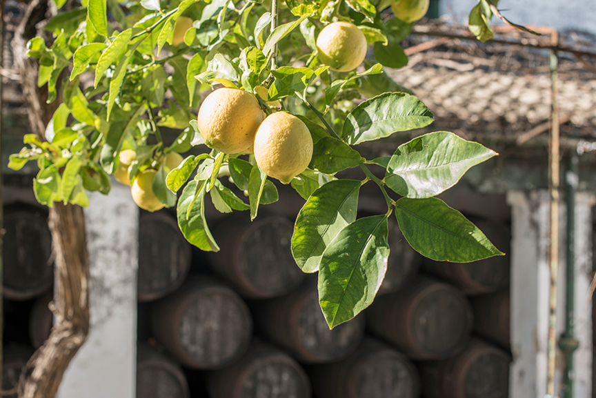 Elaborado mediante la acetificación espontánea (o natural) de Manzanilla, criado durante años en nuestras bodegas de Sanlúcar mediante el método tradicional de Soleras y Criaderas. Su prolongada crianza y la calidad de los vinos que lo originan producen una rica y amplia gama aromática y un armonioso e intenso bouquet.