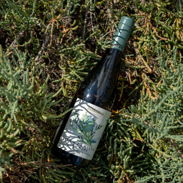 MANZANILLA EN RAMA SALICORNIA
La Salicornia (Sarcocornia perennis o salicorniaes) es un género de plantas suculentas, halófitas (tolerante a sales) que crecen en saladares, en playas, en manglares y que era famosa entre los marineros, que
la llevaban con ellos para combatir enfermedades durante las largas travesías. Así se llama nuestra Manzanilla, 😍
MANZANILLA EN RAMA SALICORNIA This is both the Spanish and Latin name for Samphire, a saline plant strongly linked to the marshes
and the coast of Cadiz. Samphire is a wild, halophytic plant that grows
in the salt marshes. It has a slightly bitter and salty taste. It has always been famous among sailors, who carried it with them to combat illnesses during long voyages. Now it is an increasingly popular ingredient in kitchens in all regions and captivates chefs in top restaurants.
#salicornia #manzanilla #manzanilladesanlúcar #manzanillaecológica #vinosecologicos #organicwines