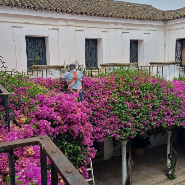 Hoy ha tocado recortar las buganvillas del patio de La Casa de La Cilla. Es espectacular como crecen aquí!😍
En la Casa de La Cilla,del s. XVIII, es donde están las “Reliquias” los vinos más viejos y la sede de Bodegas Barbadillo. 
Today it was time to cut and prune the bougainvilleas in the patio of La Casa de La Cilla. It's spectacular how they grow here!🌱
In this amazing Bodega from the 16th century. XVIII, is where the “Reliquias ( the oldest wines) and the headquarters of Bodegas Barbadillo are.
#bouganvilla #bodegasdesanlucar #barbadillo #barbadilloensingular #patios #patiosinteriores