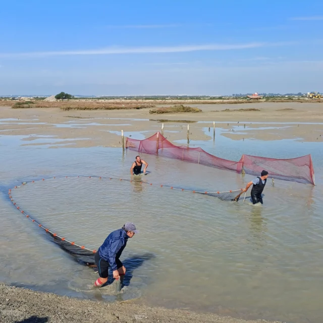 🐟🍁El otoño es la época de los “Despesques” la pesca singular que se realiza en los esteros naturales de las salinas, la mayoría de ellos en la costa de Cádiz. Mediante esta pesca, una vez al año, en otoño se vacían de pescado los “esteros”. Eso sí, Dentro de lo pescado, las crías recogidas se trasladan a otro estero para que puedan ser capturadas al año siguiente.
Cristina Fernández #mipaseoxelmundo dedicó un estupendo artículo en una edición anterior de #traveller a esta tradicional pesca. Si queréis saber más, debéis leerlo.
Este fin de semana hemos disfrutado del “Despesque” de la Salina Santa Teresa. Un maravilloso espectáculo en un muy especial donde están nuestros vinos ecológicos, tan de "salinas" como son ellos: Sábalo, Patinegro y Manzanilla Salicornia.
Autumn is the season of "Despesques," the unique fishing practice carried out in the natural salt marshes, most of which are located along the Cádiz coastline.

Through this method, the fish from the "esteros" are harvested just once a year in the autumn. Importantly, any juvenile fish caught are transferred to another marsh to continue growing, ensuring they can be caught the following year.

Cristina Fernández wrote a wonderful article in a previous edition of Traveller about this traditional fishing method. If you'd like to learn more, it’s definitely worth reading.

This past weekend, we had the pleasure of attending the "Despesque" at #salinaantateresa Salina Santa Teresa. It was a spectacular experience in a very special place where our organic wines, so connected to the salt marshes, truly belong: Sábalo, Patinegro, and Manzanilla Salicornia.
#salinas #despesques #costadecadiz #pescaartesanal #vinosecologicos #salicornia #sabalo #patinegro
